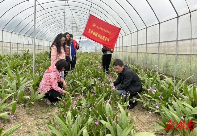 湘西州科技特派员深入龙山田间地头“实地问诊”